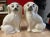 Pair of Vintage Decorated Staffordshire Dogs, Circa 1930's For Sale - Image 6 of 15