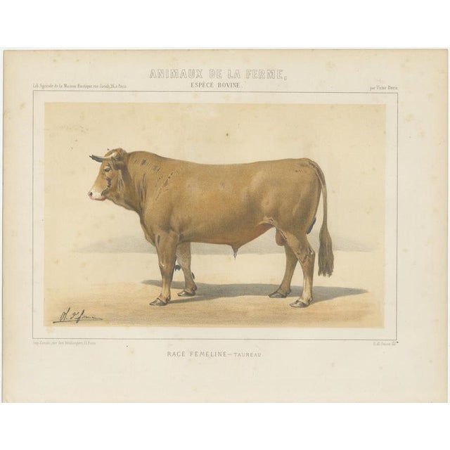 Borie, Femeline Bull, French Cattle Breed, 1863, Chromolithograph For Sale - Image 3 of 9
