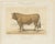 Borie, Femeline Bull, French Cattle Breed, 1863, Chromolithograph For Sale - Image 3 of 9