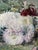 François Rivoire, Still Life Composition, 1920s, Watercolor For Sale - Image 10 of 14