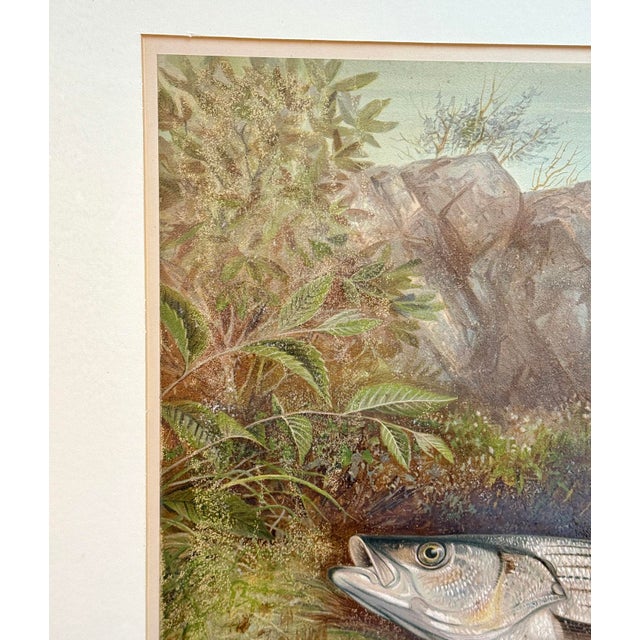 Antique Coastal Stripped Bass "Game Fishes of the Us" by Kilbourne Lithograph For Sale - Image 10 of 13