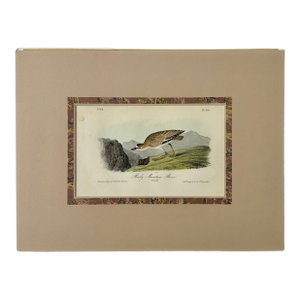 Rocky Mountain Plover by Audubon, 1842