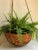 1970s Rattan Hanging Basket Planter For Sale - Image 12 of 13
