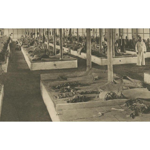 Sorting Tobacco in Lengths and Colors, Sumatra — Kleingrothe Photogravure c.1900 This original early 20th-century...