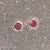 Diamond Ruby Earrings 14k Gold 2.07 TCW Certified For Sale - Image 16 of 16
