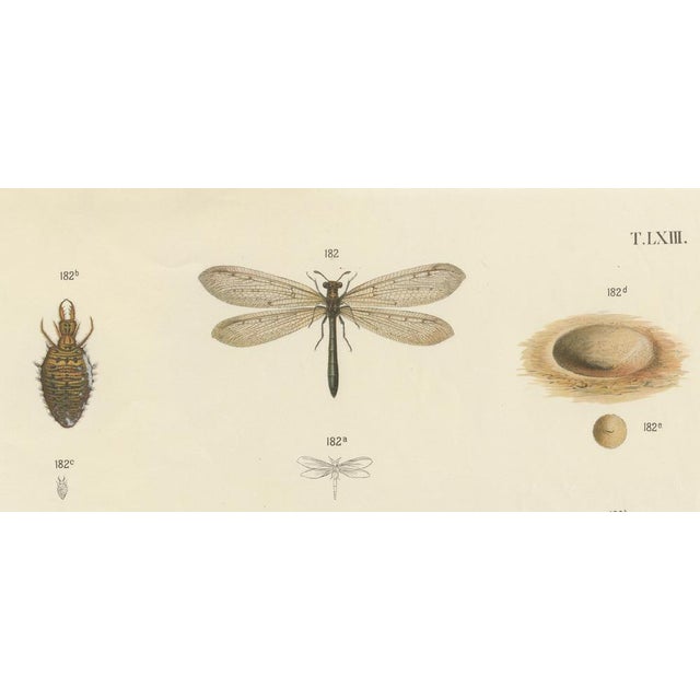 Large Antique Entomology Poster of Dragonflies, Crickets and Flies by M. Frohlich-Schlereth and Bannwarth, 1880s For Sale - Image 3 of 10