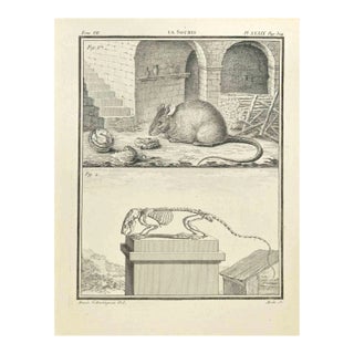 Jean Gullaume Moitte, La Souris, Etching, 1771 For Sale