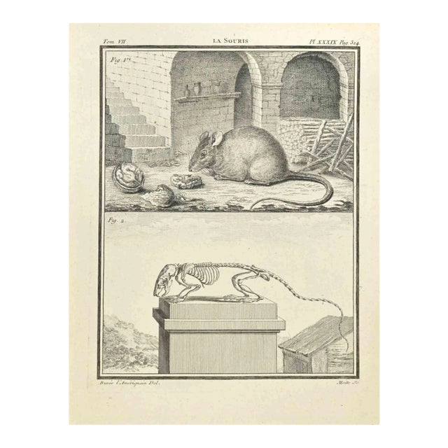 Jean Gullaume Moitte, La Souris, Etching, 1771 For Sale