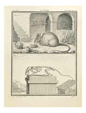 Jean Gullaume Moitte, La Souris, Etching, 1771