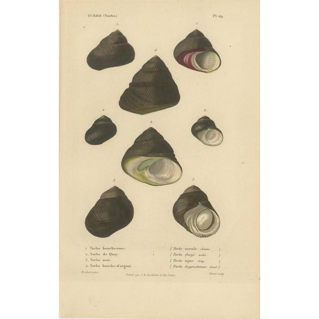 J.B. Baillière et Fils, Turbo Sea Shells Natural History, 1832, Engraving For Sale - Image 9 of 9