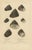 J.B. Baillière et Fils, Turbo Sea Shells Natural History, 1832, Engraving For Sale - Image 9 of 9