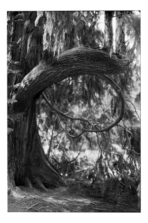 Ugne Pouwell, Tree Form, 2021, Photography