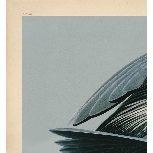 Illustration Audubon American Great Blue Heron Giclee Print For Sale - Image 3 of 7
