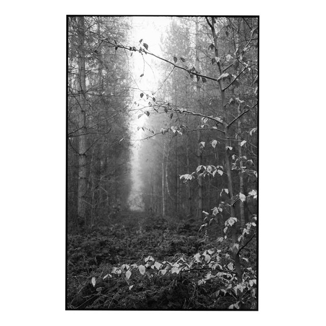 Paul Cooklin, Thorpe Forest, Thetford 2021, Edition of 50 For Sale
