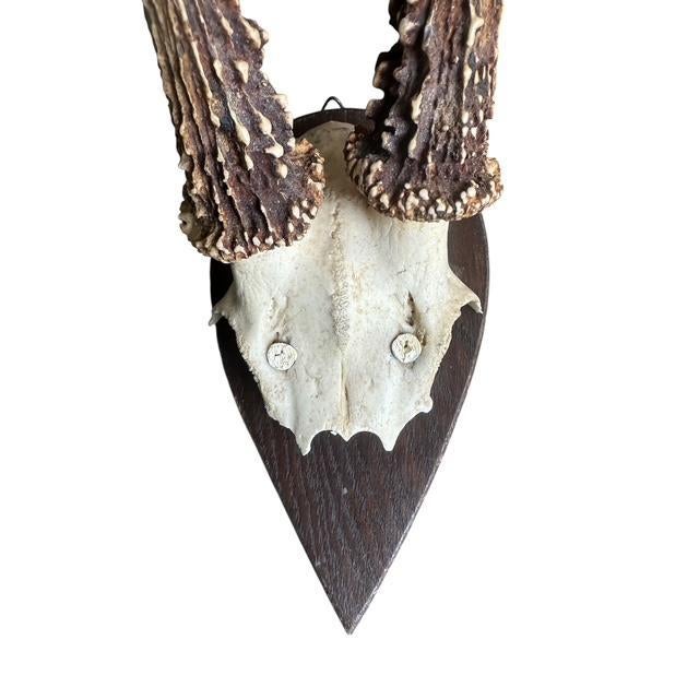 Cabin Early 1900s Roe Deer Trophy on Wood Plaque 177 Black Forest Antlers For Sale - Image 3 of 5