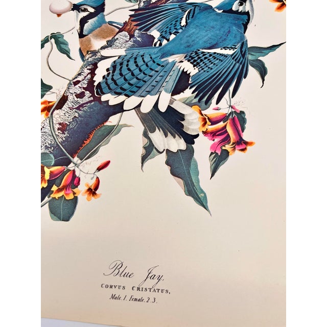 American 1964 Audubon Folio Lithograph Great Bird Paintings – “Blue Jay” 17x14 For Sale - Image 3 of 6