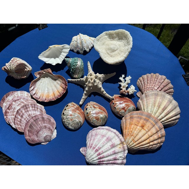 60-Piece Fine Seashell & Coral Collection For Sale In San Francisco - Image 6 of 18