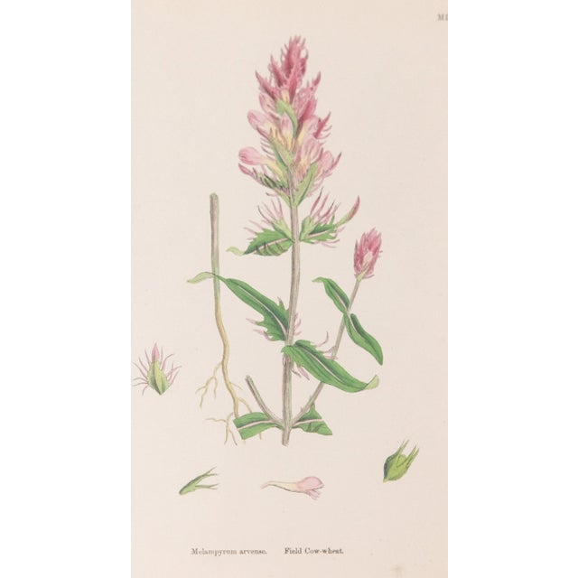 Antique Arts and Crafts Window Sashes With 19th Century Botanicals For Sale In Houston - Image 6 of 12