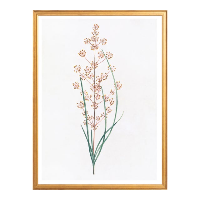 Illustration Celerie Kemble Curated Australian Botanical IV (24x30) in Gold Frame For Sale - Image 3 of 4