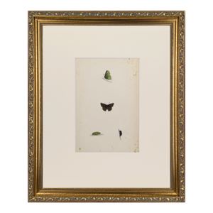 19th Century Antique Morris Butterfly Print Hand Colored Lithograph 1853