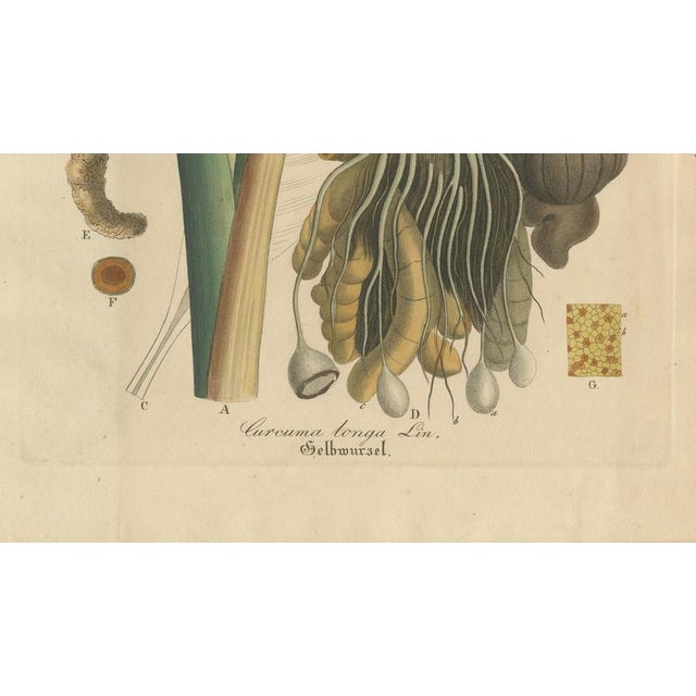 Curcuma Longa, 1800s, Paper For Sale - Image 5 of 10
