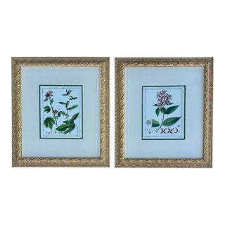 Hibiscus and Mallows (Malvaceae), Pair Original Botanical Prints, 1838 (Framed) For Sale