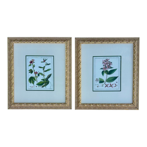 Hibiscus and Mallows (Malvaceae), Pair Original Botanical Prints, 1838 (Framed)