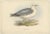Early 19th Century J. Gould, Fulmarine Petrel, 1832, Paper For Sale - Image 5 of 5