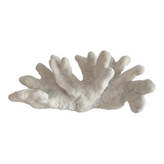 Natural White Catspaw Coral Specimen For Sale
