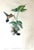 Illustration Antique Original John Gould Hummingbird Color Lithograph C.1861 of "Glaucis Melanura or Black Tail Hermit" For Sale - Image 3 of 7