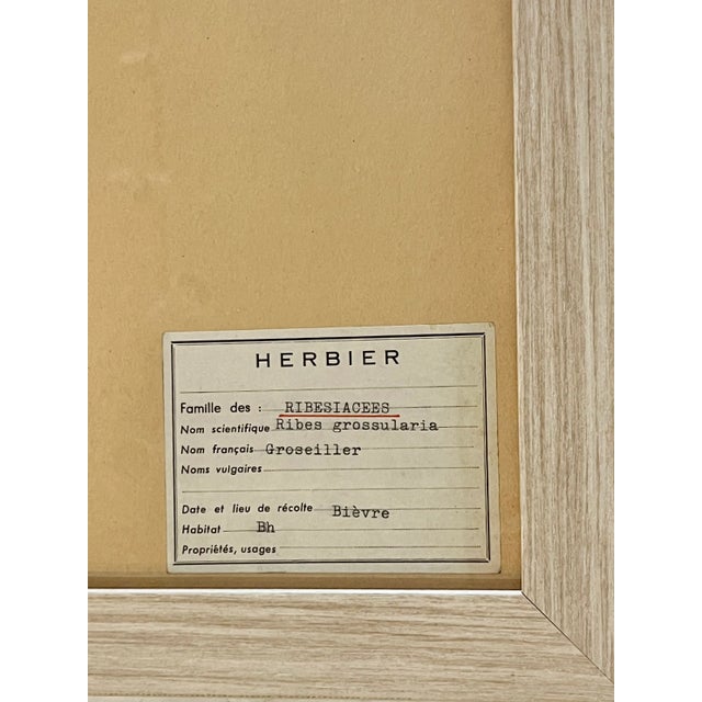 1965 French Herbarium Botanical Specimens Set of Four For Sale - Image 12 of 13