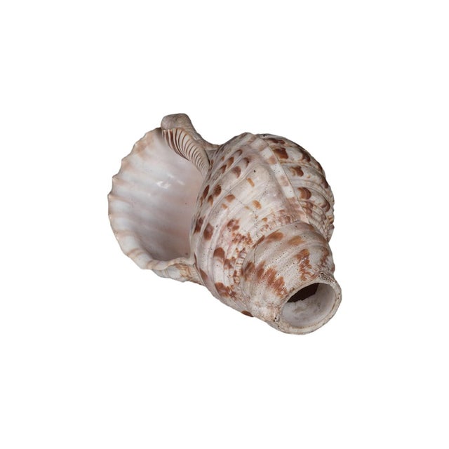 Embrace the resonant echoes of ancient tradition with this Sacred Indian Temple Shankh. This original antique conch, once...