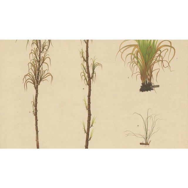 Sugarcane, 1892, Paper For Sale - Image 3 of 10