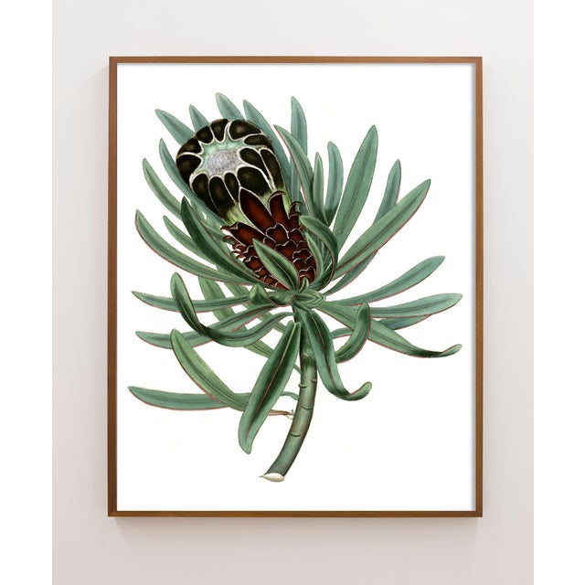 This Victorian botanical print has been remastered to fit into any Modern decor style. This is 3 of 4 in this series of...