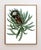 This Victorian botanical print has been remastered to fit into any Modern decor style. This is 3 of 4 in this series of...