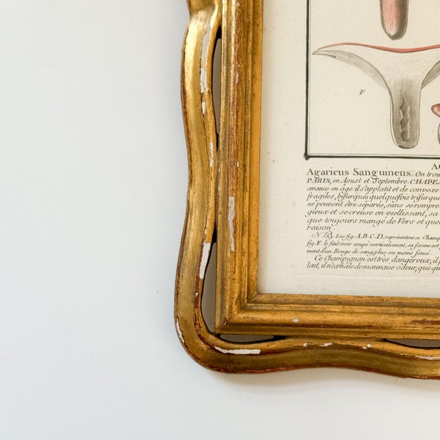 French Botanical Mushroom "Agaric Sanguin" Illustration From 1700's, Antique Framed Etched Botany Art For Sale - Image 9 of 12