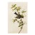1966 Vintage Cottage Print "Wood Peewee Flycatcher" After John James Audubon For Sale