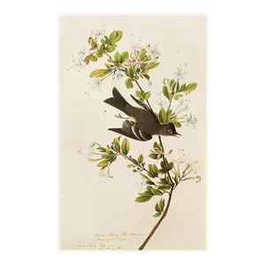 1966 Vintage Cottage Print "Wood Peewee Flycatcher" After John James Audubon