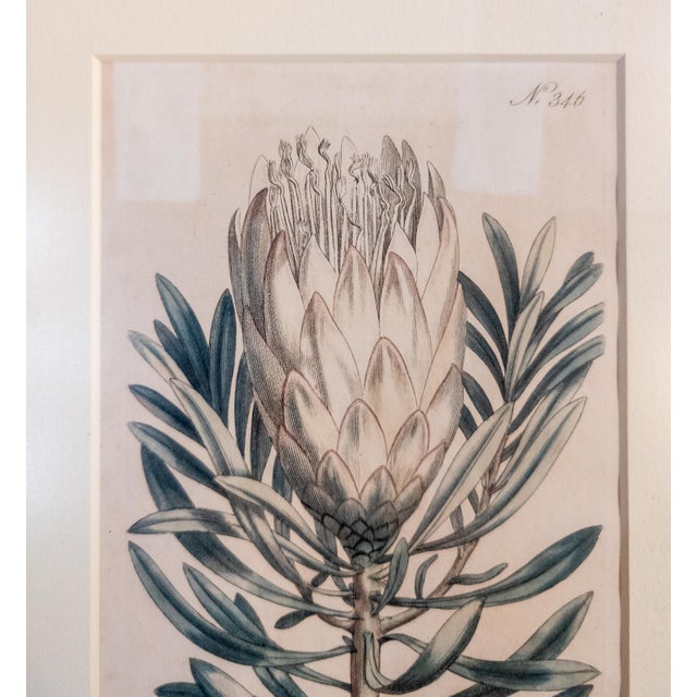 Antique White 18th Century Hand Colored Botanical Engraving Curtis's Magazine Print Protea For Sale - Image 8 of 10