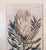 Antique White 18th Century Hand Colored Botanical Engraving Curtis's Magazine Print Protea For Sale - Image 8 of 10