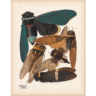 Insects Plate 1 Giclee Reproduction Art Print After Emile Allain Séguy For Sale