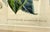 Mid 19th Century Antique Botanical Illustration Original Lithograph of Himalayan Rhododendron Flowers, C. 1849, French Belgium, Gilded For Sale - Image 5 of 12