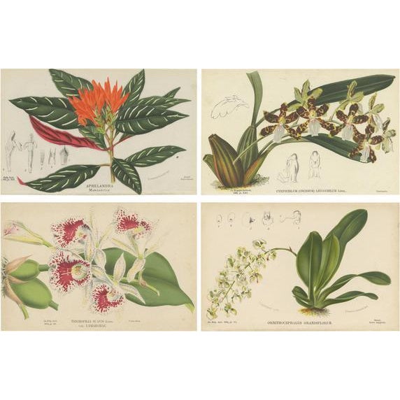 Ornithocephalus Grandiflorus, 1880, Prints, Set of 4 For Sale - Image 6 of 6