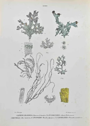 Vincenzo Tenore, Lichens, Lithograph, 1870s