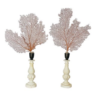 Organic Modern Pair of Sea Whip Branches on Alabaster Bases For Sale