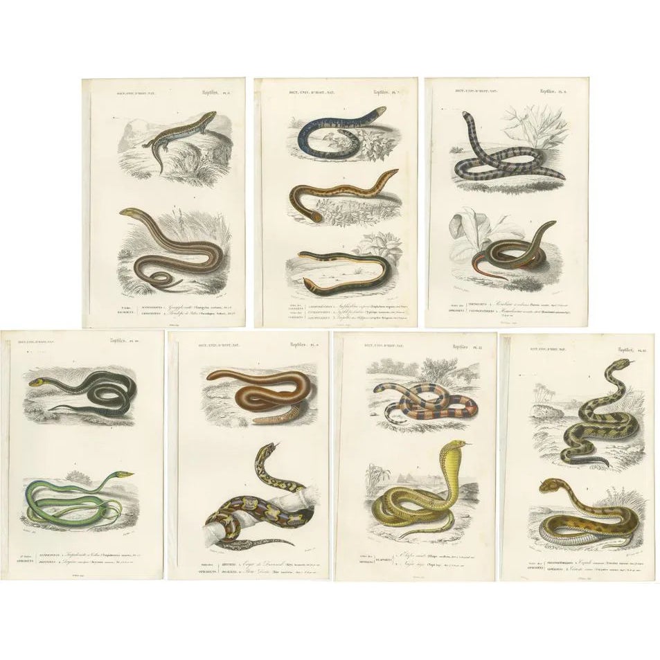 Charles Henry Dessalines d'Orbigny, Snakes and Reptiles, 1861, Prints ...