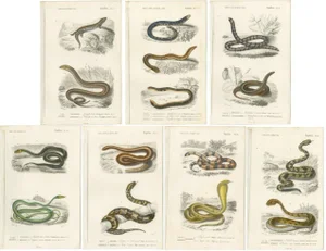 Charles Henry Dessalines d'Orbigny, Snakes and Reptiles, 1861, Prints, Set of 7