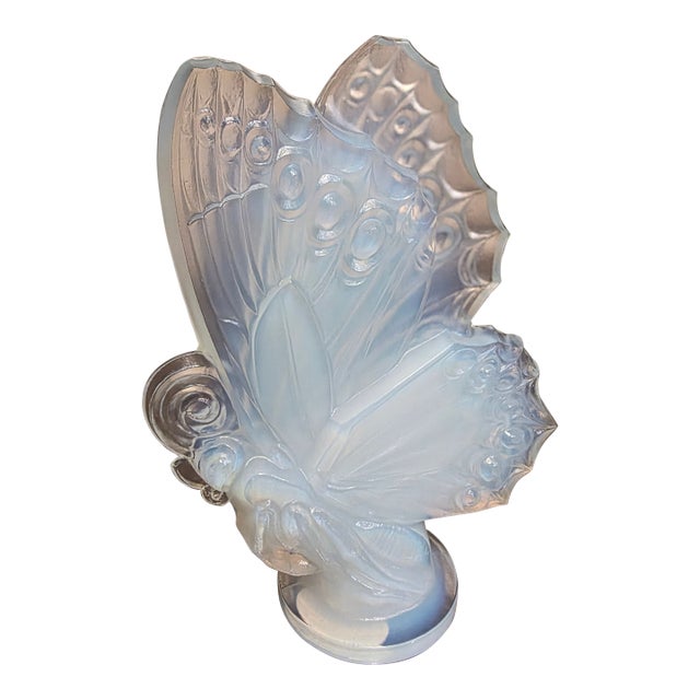 Sabino Butterfly With Closed Wings For Sale
