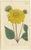 Set of two antique botany prints. It shows the Mexican Argemone (or Prickly Poppy_ and the Many-Flowered or Perennial...