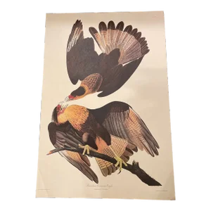 After Audubon Brasilian Caracara Eagle From "The Birds of America" Amsterdam Edition